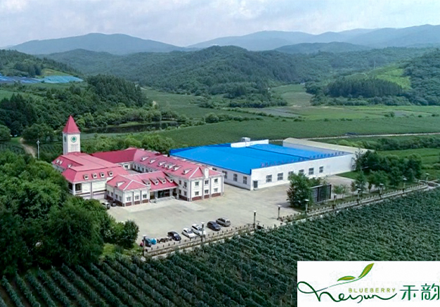 Heyun Blueberry Processing